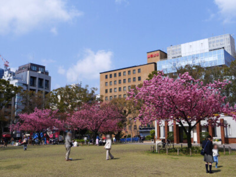 横浜で誕生した品種「横浜緋桜（ヨコハマヒザクラ）」が植えてある横浜公園（2019年3月27日撮影）