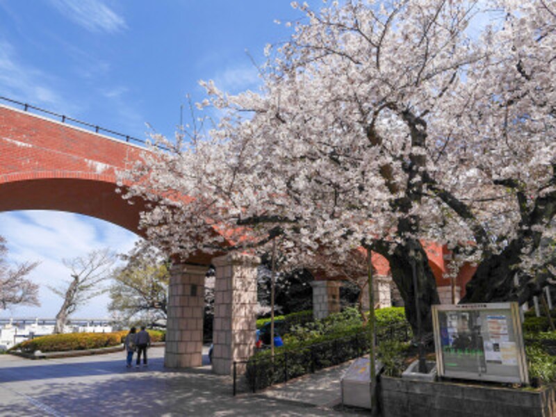 港の見える丘公園から神奈川近代文学館のほうに歩いていくとサクラが咲く風景に出会えます（2019年4月5日撮影）