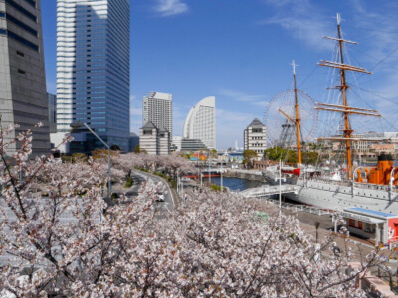 桜木町駅から海に向かう「さくら通り」の桜並木（2019年4月5日撮影）