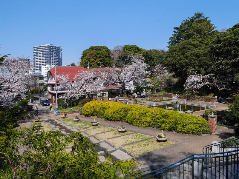 周りを囲むように咲く、元町公園のサクラ(2020年3月26日撮影)