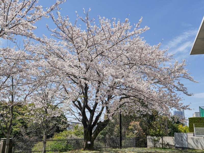 2014年からは標本木は横浜地方気象台の敷地内にある若いサクラに交代(2019年4月5日撮影)