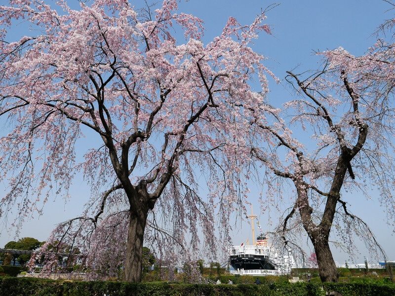 山下公園通り側に咲くシダレザクラ。氷川丸をバックに(2022年3月25日撮影)