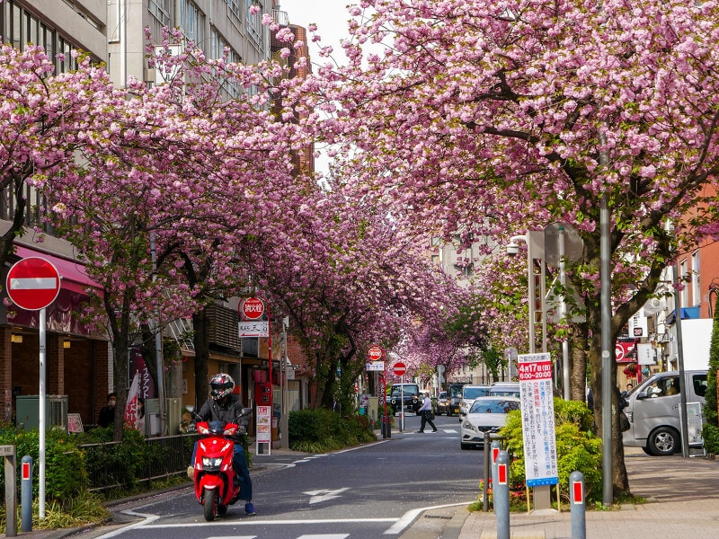 毎年4月中~下旬になると、ビジネス街にサクラのアーチが出現(2022年4月13日撮影)