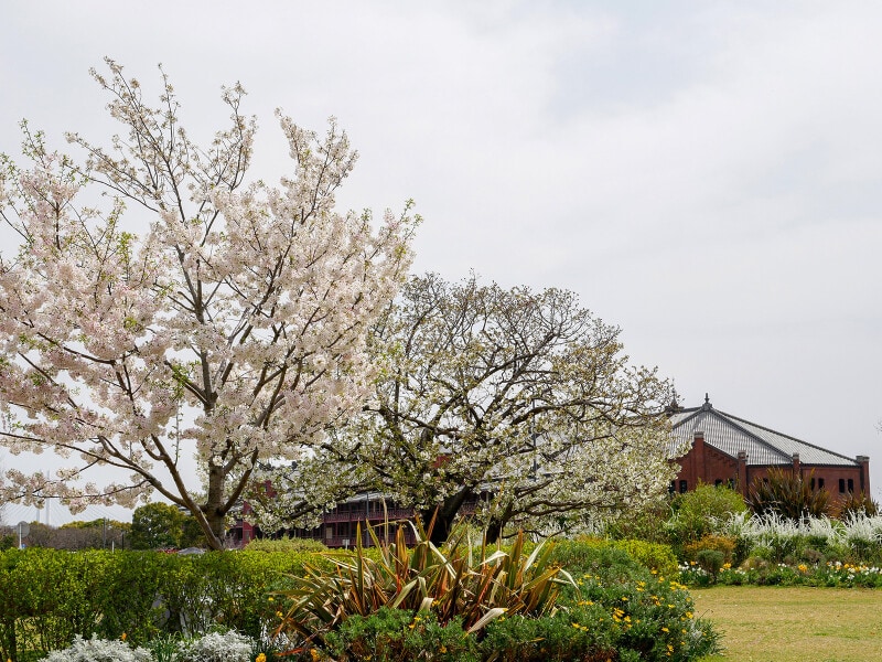 四季折々の草花が楽しめる、新港中央広場(2022年3月31日撮影)