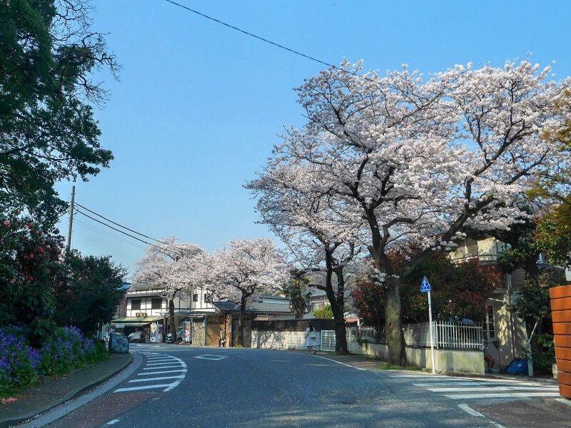本牧通りから三溪園までサクラ並木が続く、本牧桜道(2018年3月28日撮影)