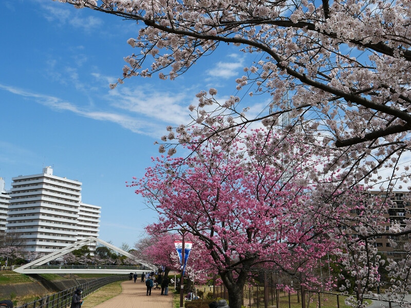 約1mkの桜並木が続く、新横浜駅前公園(2022年3月28日撮影)