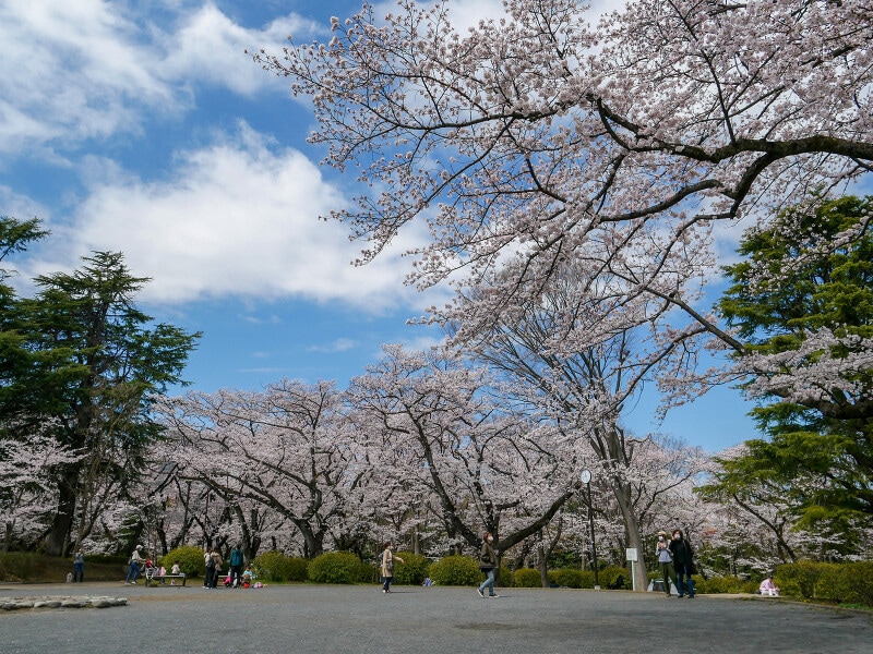 サッカー観戦などと一緒にお花見も楽しめる三ツ沢公園(2022年3月28日撮影)