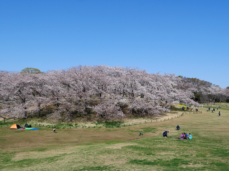 広い芝生でブルーシートを敷いてお花見が楽しめる、根岸森林公園(2021年3月26日撮影)