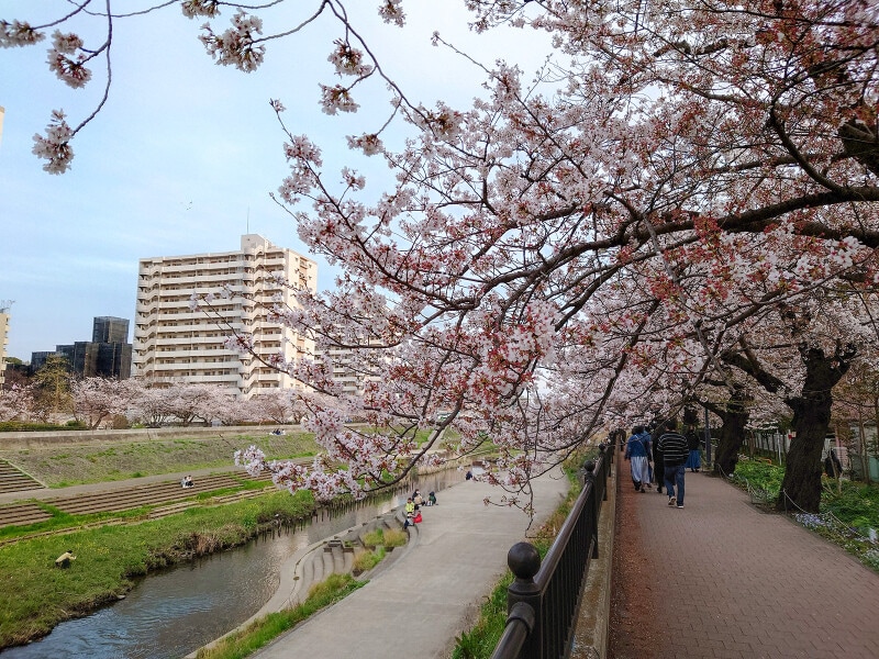 JR戸塚駅~大船駅の柏尾川沿いに続く、柏尾川プロムナード(2022年4月2日撮影)