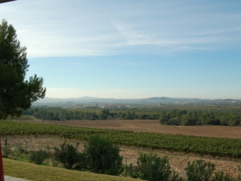 一面のブドウ畑に癒されるペネデス地方