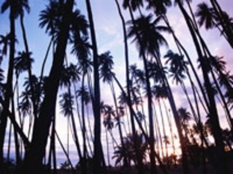 1000本もの椰子の木が植えられたカプアイワ・ロイヤル・ココナッツ・グローブ