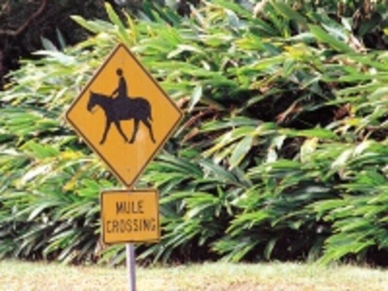 ミュールライドのコースにはミュール横断注意の標識が（画像協力：ハワイ州観光局）