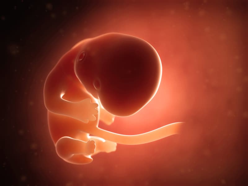 妊娠2か月目 妊娠4～7週の胎児の様子・母体の症状や気を付けること