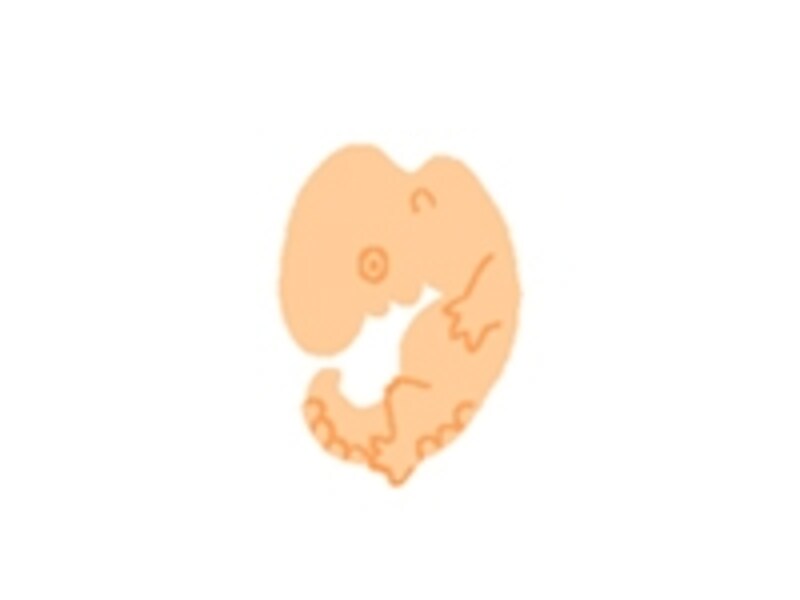 妊娠2ヶ月の胎児