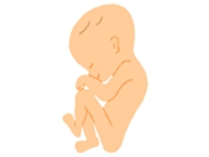 妊娠7ヶ月の胎児