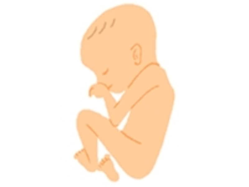 妊娠8ヶ月の胎児