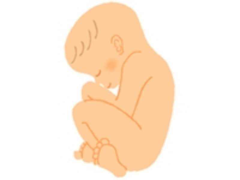 妊娠10ヶ月の胎児