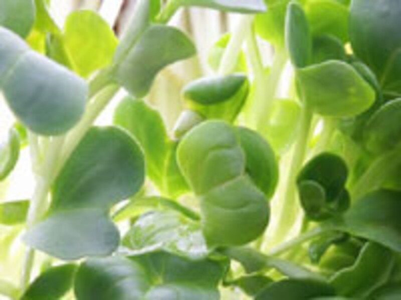 色艶のいい、かいわれ