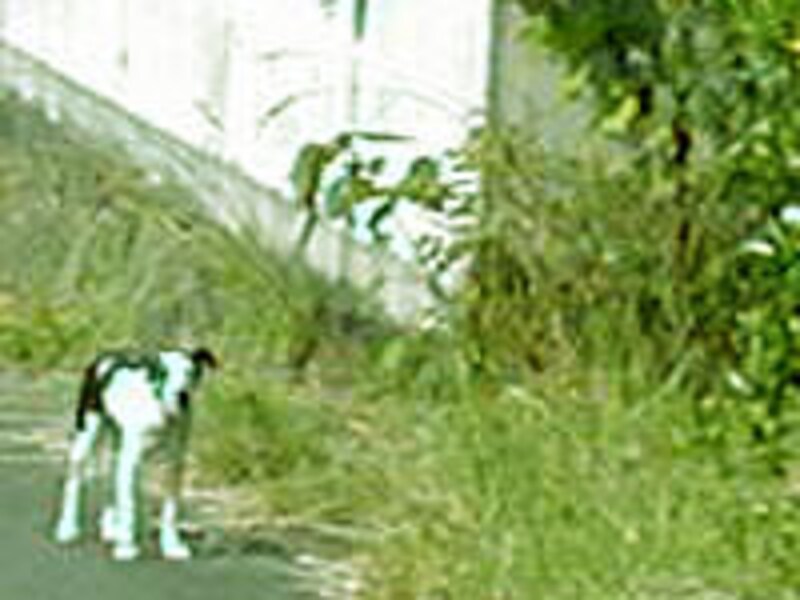 皆の友だちポチ