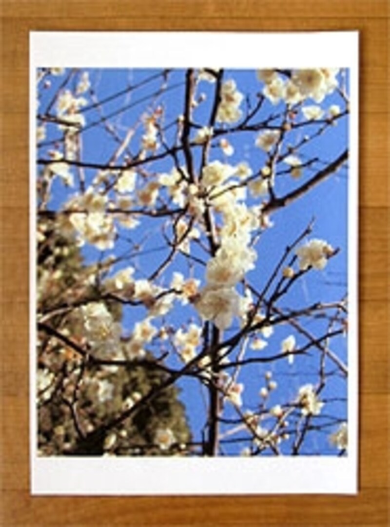 印刷した凧の写真