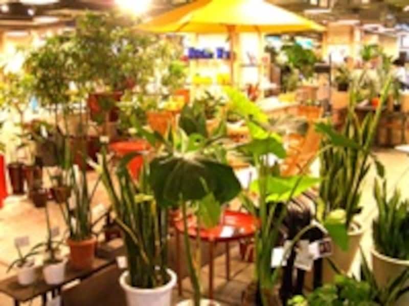 ガーデンアイランド店