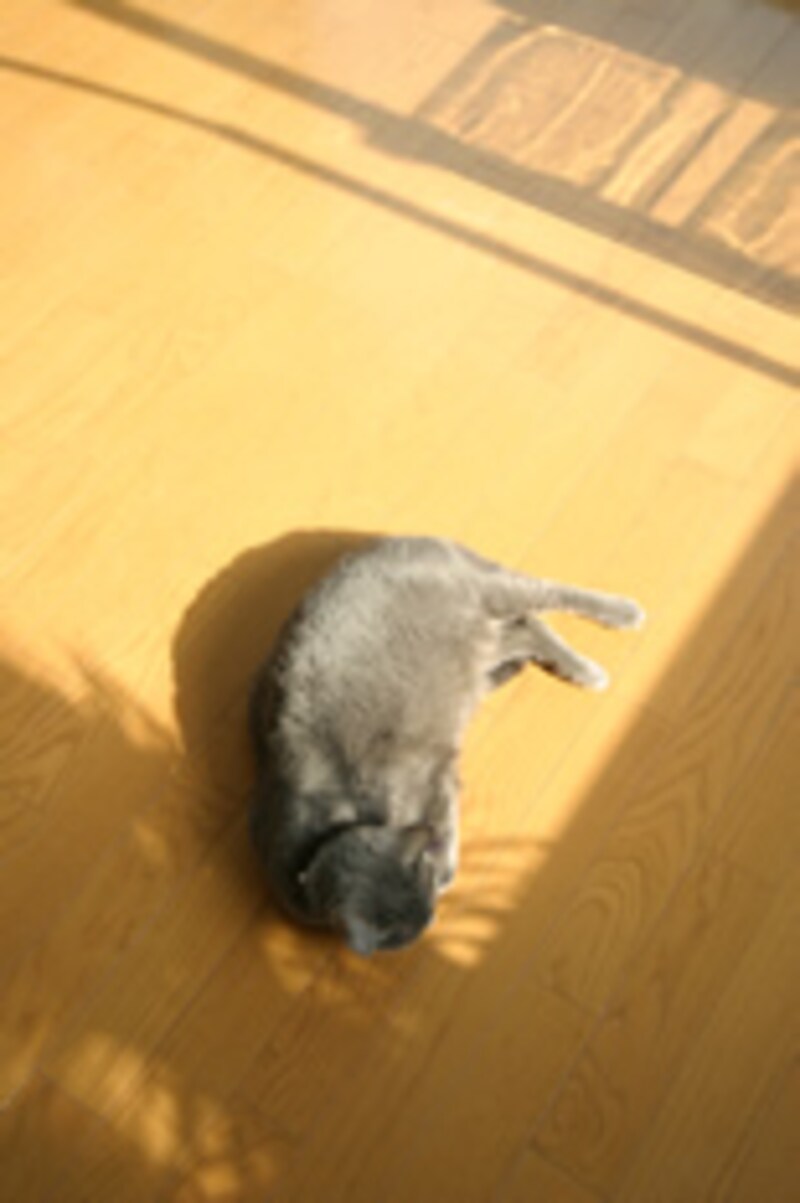 冬は暖かく、夏は涼しく四季を快適に過ごせる家は、健康にもいいのです。