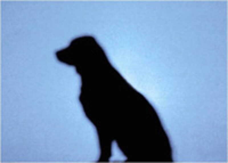 さすがの警察犬も雨でニオイが消されてしまい、臭気がたどれず。