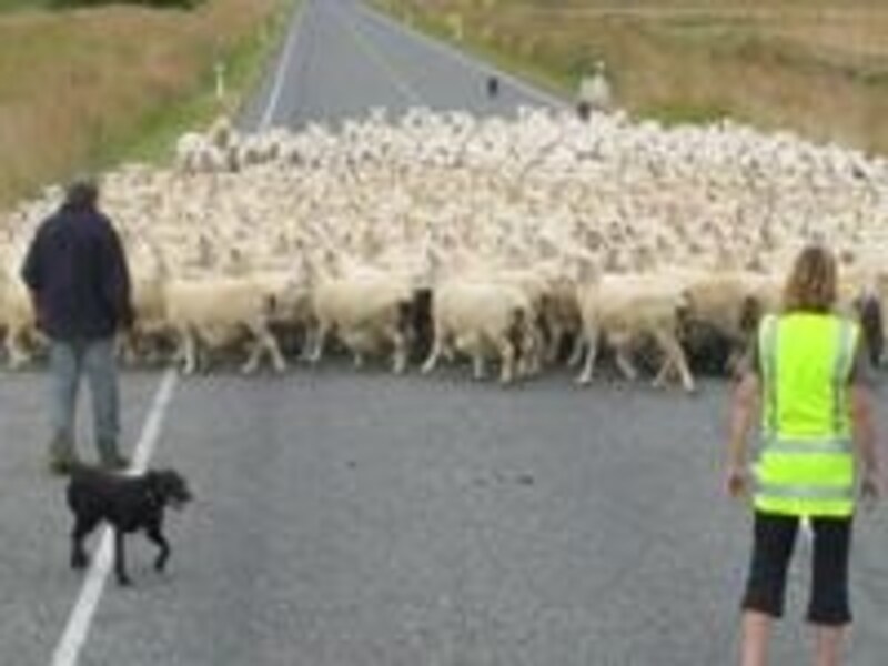 道路を横断する羊の大群。たまに旅行中に見かけられます