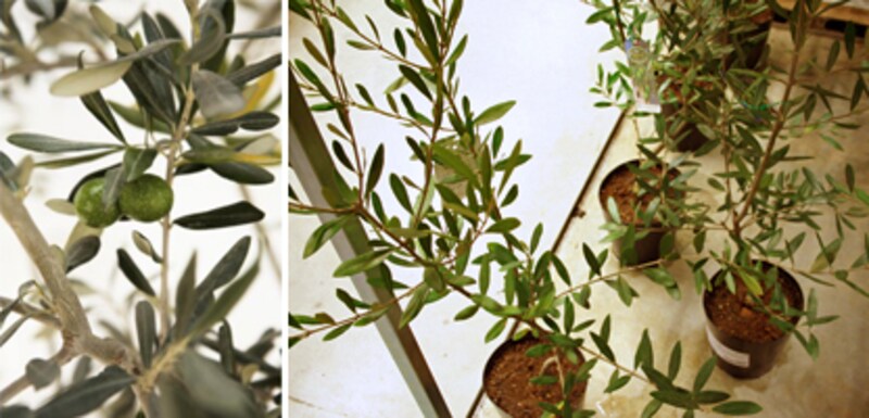 豪華さで勝負！ 大輪のボタン