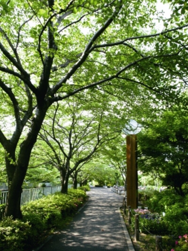 良い住宅地の条件は豊かな緑の環境があること<br>神田川親水プロムナード（現地より約220m）