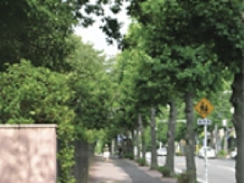 緑の並木が美しいゆりの木通り<br>(現地より約240m)