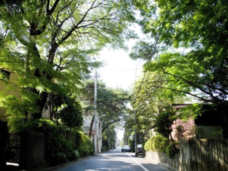 周辺の閑静な住環境が窺える緑豊かで美しい「学園通り」の街並み