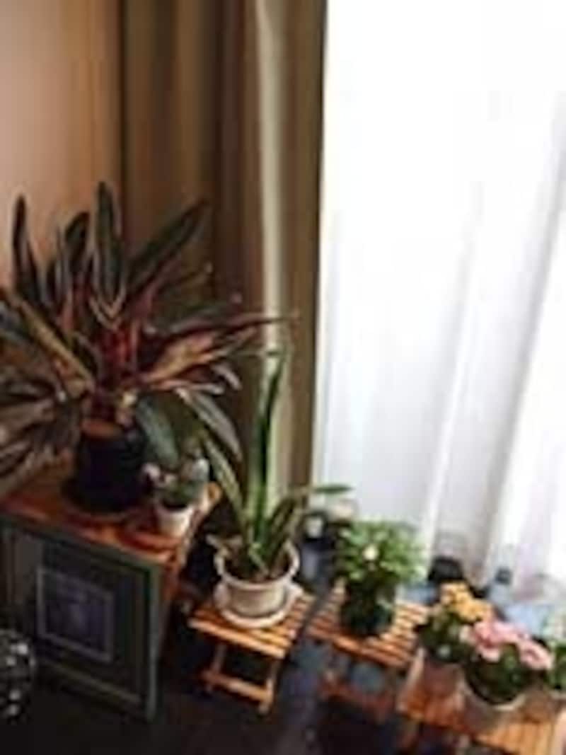 窓際の植物もいきいきとして見える