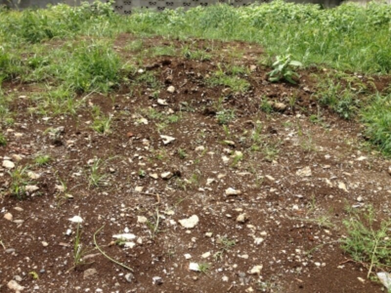 小さな家なら建築費用が抑えられ、敷地いっぱいに建てられる家より風通しや日当りがよくなる可能性も