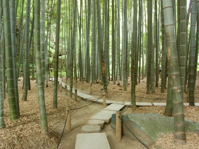 報国寺竹林
