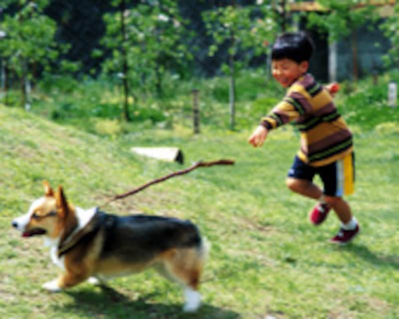 2 2 かわいい犬や猫に会いたい ペット大好き 子供と遊ぶ All About