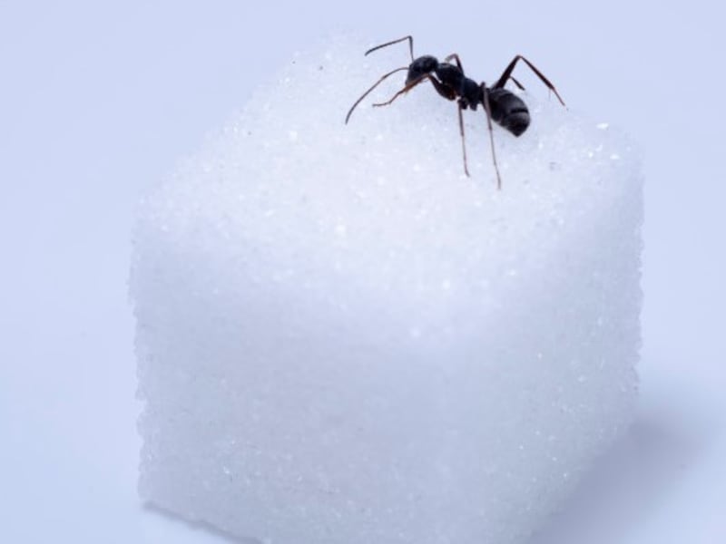 自由研究,理科,実験,小学校