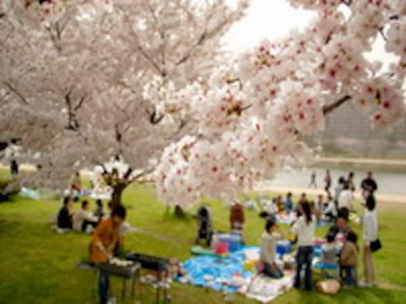 桜の下での宴会