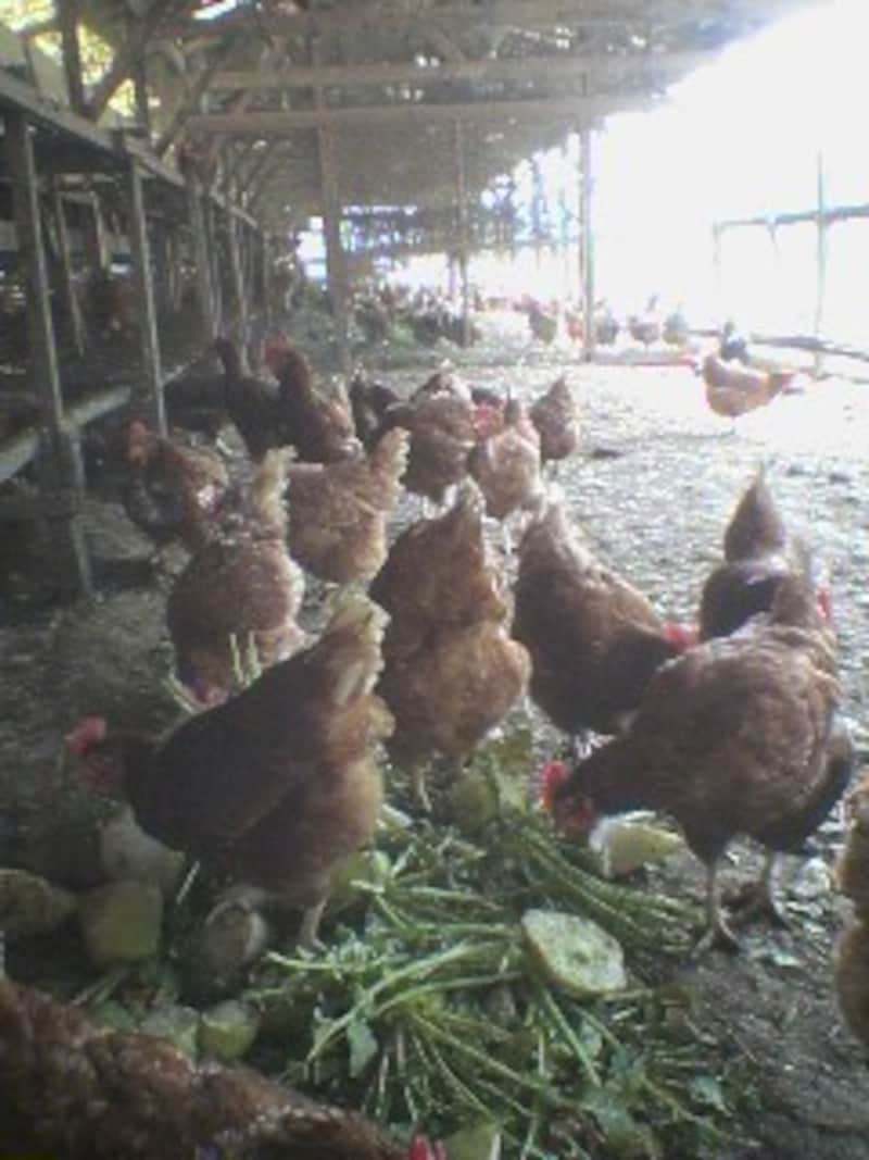 鶏舎