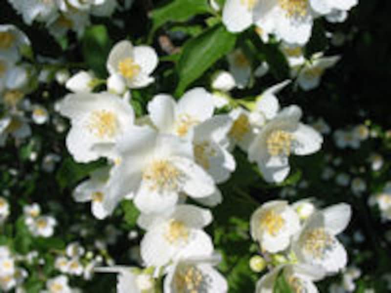 ジャスミン (c)Rogerd