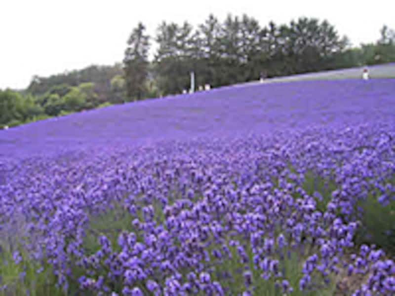 うつ病は心の風邪ではない