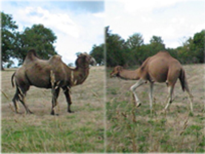 camel_駱駝