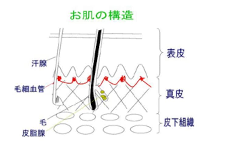 お肌の構造