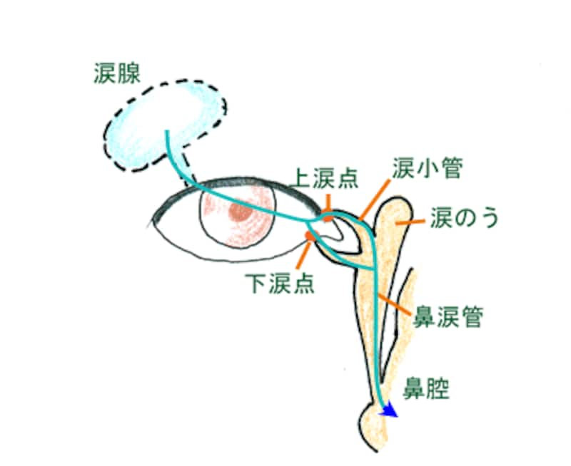 涙の経路