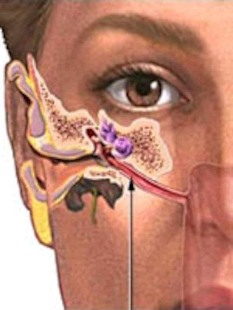 顔正面から見た耳の構造