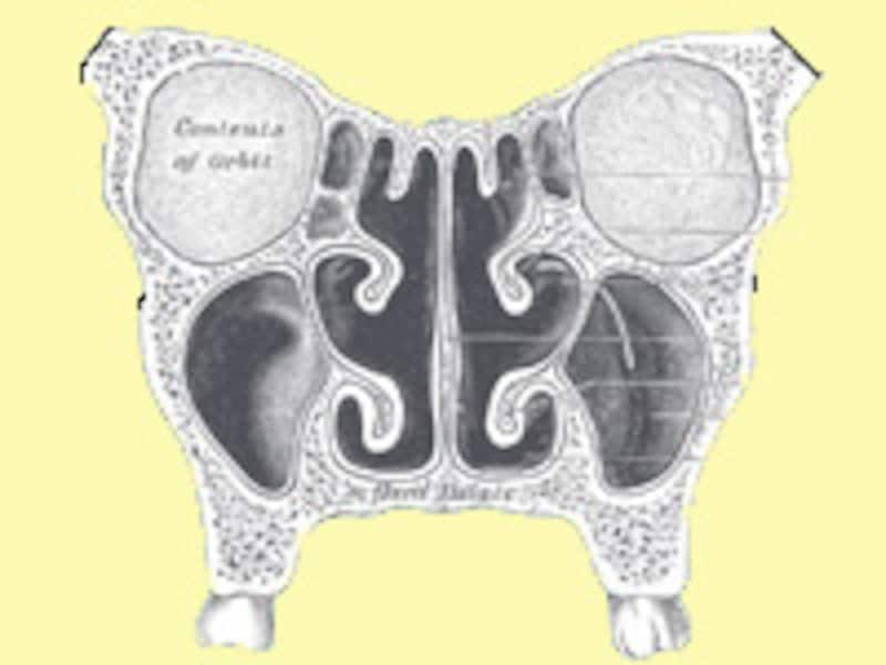 nasal_cavity"