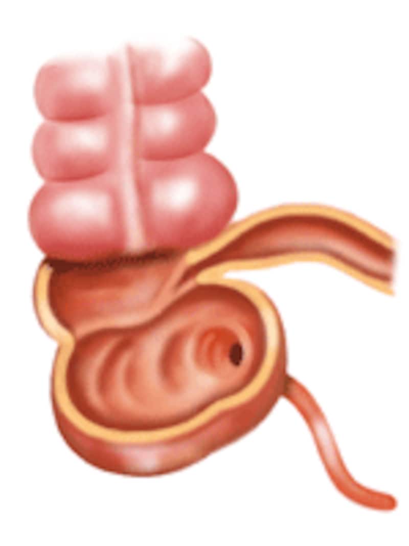 大腸内部