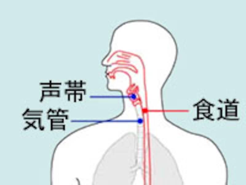 声帯・気管・食道