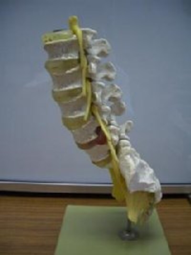 腰を支えているのは筋肉です~この写真は腰の骨と神経の模型