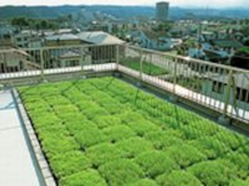 屋上緑化